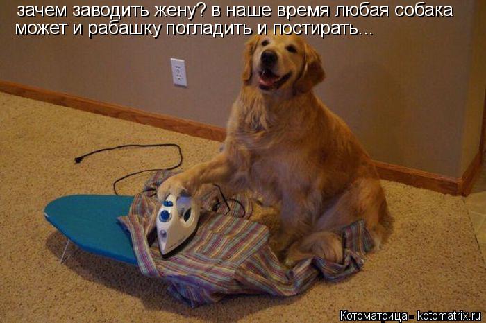 Котоматрица: зачем заводить жену? в наше время любая собака  может и рабашку погладить и постирать...