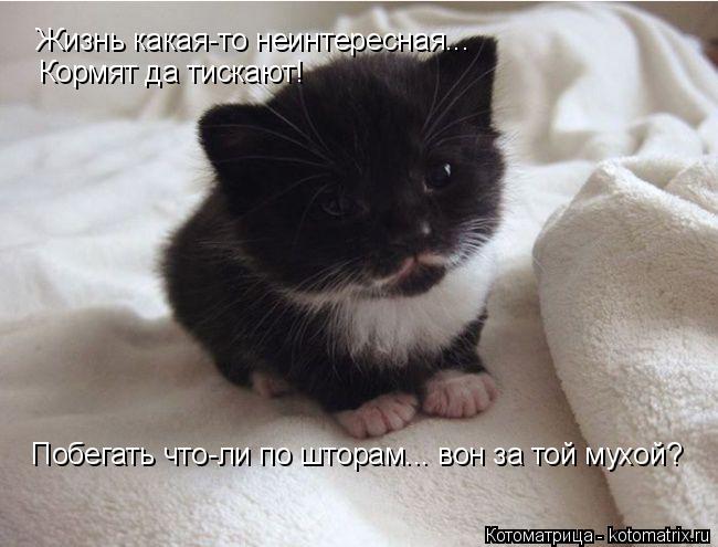 Котоматрица: Жизнь какая-то неинтересная... Кормят да тискают! Побегать что-ли по шторам... вон за той мухой?