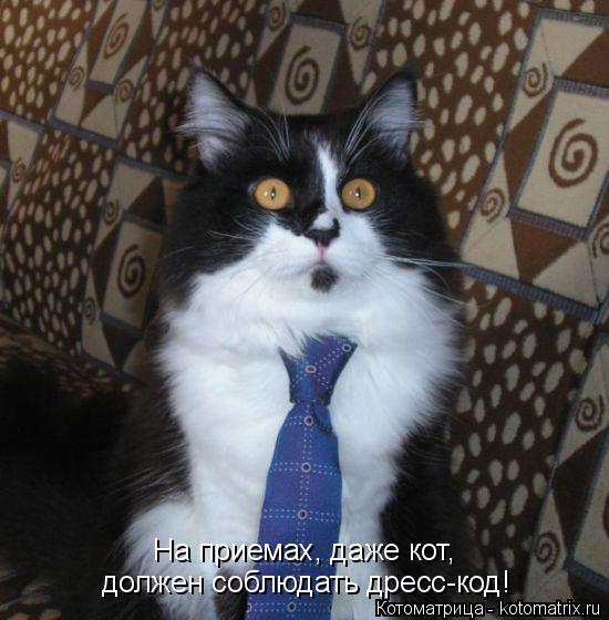Котоматрица: должен соблюдать дресс-код! На приемах, даже кот,