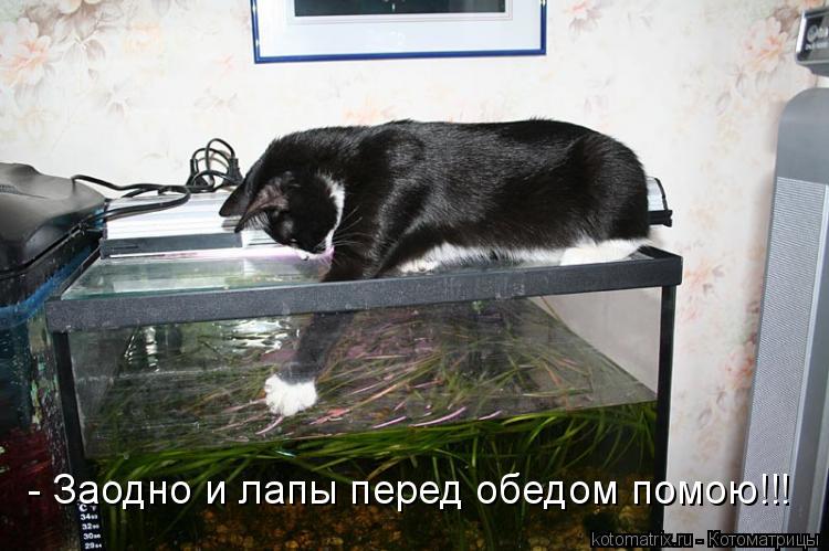 Котоматрица: - Заодно и лапы перед обедом помою!!!