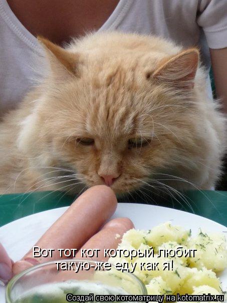 Котоматрица: Вот тот кот который любит  такую-же еду как я!