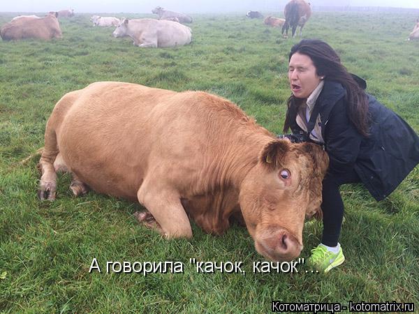 Котоматрица: А говорила "качок, качок"...