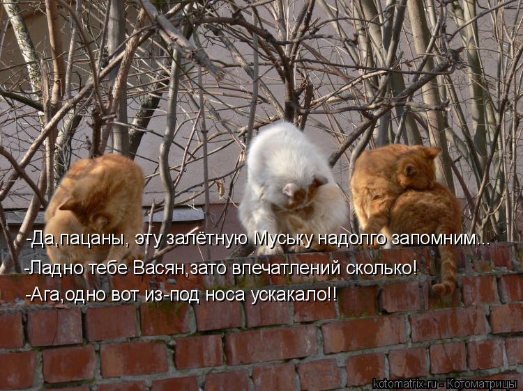 Котоматрица: -Да,пацаны, эту залётную Муську надолго запомним... -Ладно тебе Васян,зато впечатлений сколько! -Ага,одно вот из-под носа ускакало!!