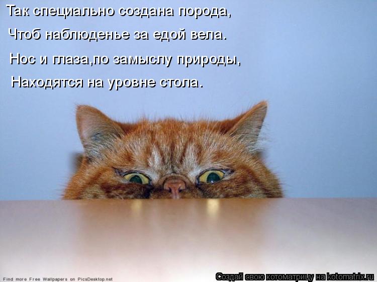 Так специально создана порода, Чтоб наблюденье за едой вела. Нос и глаза,по замыслу природы, Находятс... Котоматрица: Так специально создана порода, Чтоб наблюденье за едой вела. Нос и глаза,по замыслу природы, Находятся на уровне стола.