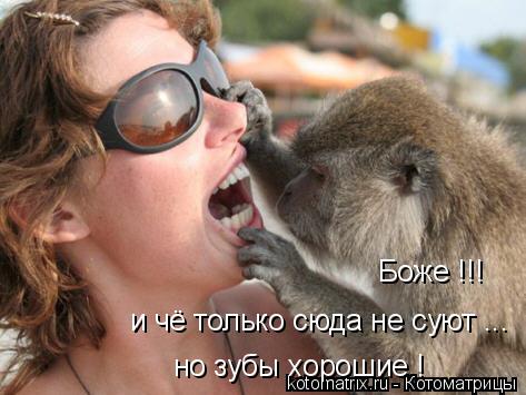 Боже !!! и чё только сюда не суют ... но зубы хорошие !... Котоматрица: Боже !!! и чё только сюда не суют ... но зубы хорошие !