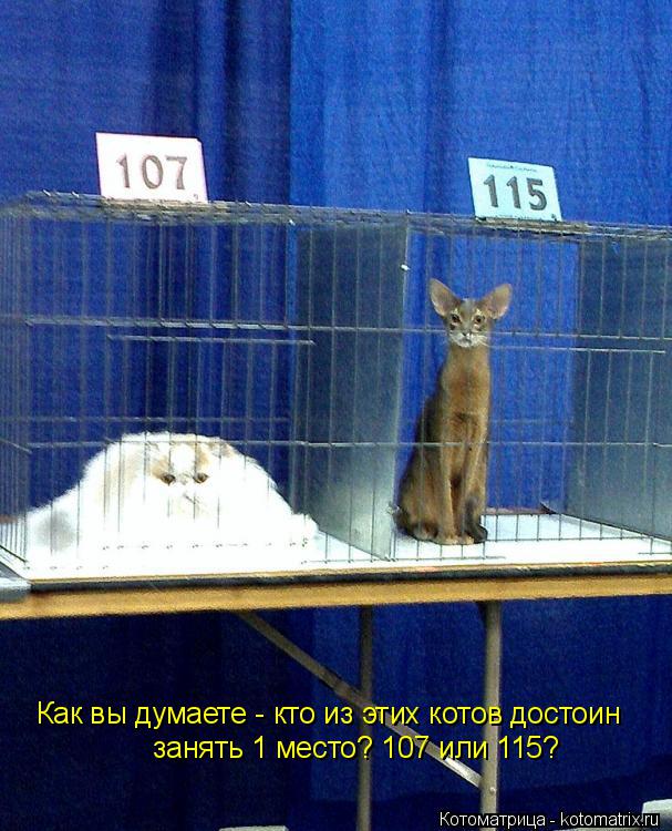 Котоматрица: Как вы думаете - кто из этих котов достоин  занять 1 место? 107 или 115?