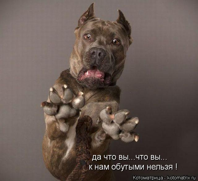да что вы...что вы... к нам обутыми нельзя !... Котоматрица: да что вы...что вы... к нам обутыми нельзя !