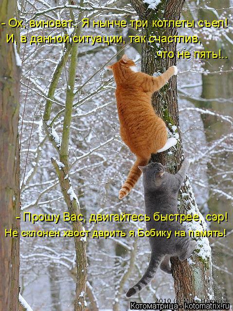 Котоматрица: - Прошу Вас, двигайтесь быстрее, сэр! Не склонен хвост дарить я Бобику на память! - Ох, виноват.. Я нынче три котлеты съел! И, в данной ситуации, 