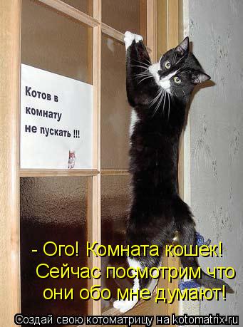 Котоматрица: - Ого! Комната кошек!  Сейчас посмотрим что  они обо мне думают!