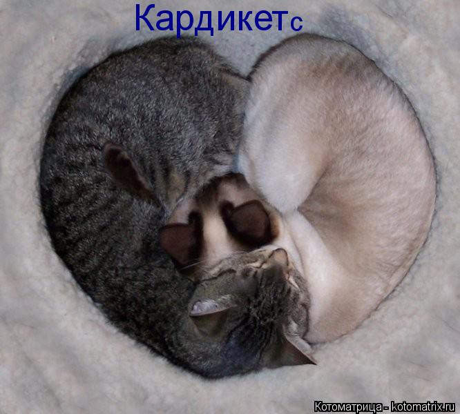 Котоматрица: Кардикет с