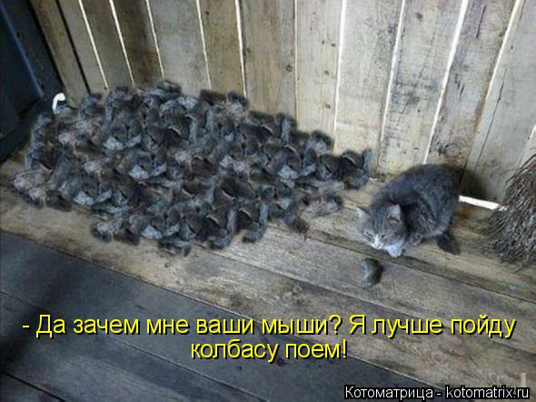 Котоматрица: - Да зачем мне ваши мыши? Я лучше пойду  колбасу поем!