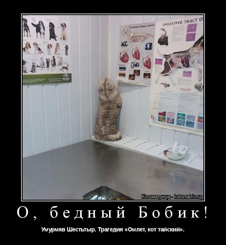 Котоматрица: О, бедный Бобик! Умурмяв Шестьтыр. Трагедия «Омлет, кот тайский».