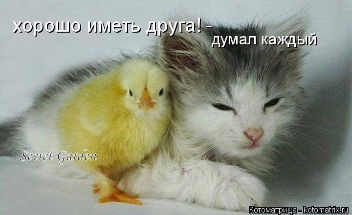 Котоматрица: хорошо иметь друга! - думал каждый