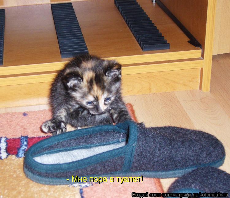 Котоматрица: - Мне пора в туалет!
