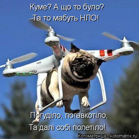 Котоматрица: Куме? А що то було? Та то мабуть НЛО! Погуділо, погавкотіло, Та далі собі полетіло!