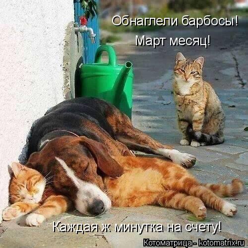Котоматрица: Обнаглели барбосы! Март месяц! Каждая ж минутка на счету!
