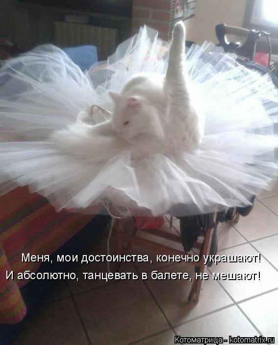 Котоматрица: Меня, мои достоинства, конечно украшают! И абсолютно, танцевать в балете, не мешают!