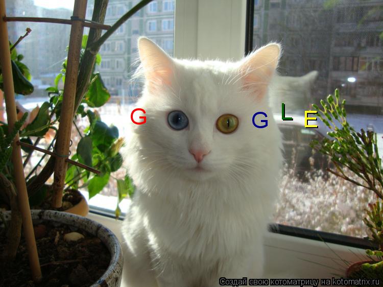 G G L E... Котоматрица: G G L E