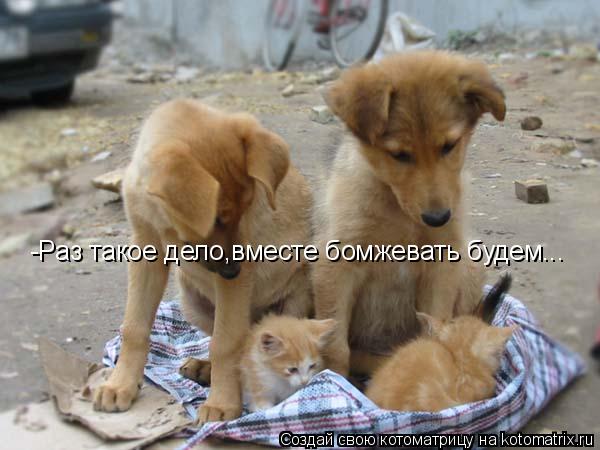 Котоматрица: -Раз такое дело,вместе бомжевать будем...