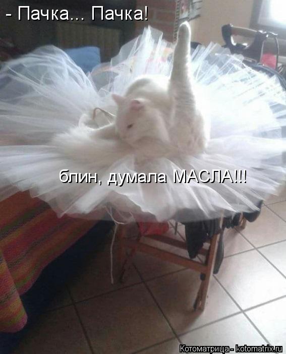 Котоматрица: - Пачка... Пачка! блин, думала МАСЛА!!!