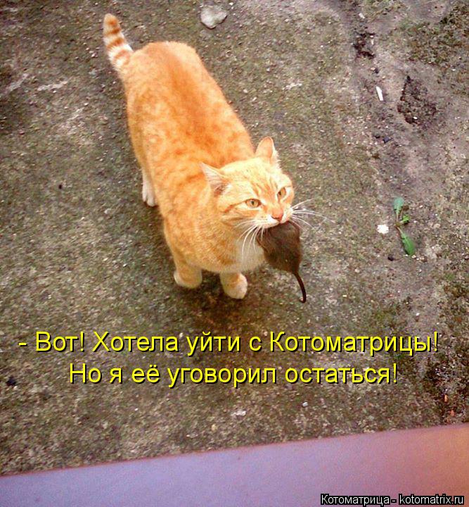 Котоматрица: - Вот! Хотела уйти с Котоматрицы! Но я её уговорил остаться!