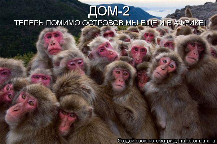 Котоматрица: ДОМ-2 ТЕПЕРЬ ПОМИМО ОСТРОВОВ МЫ ЕЩЕ И В АФРИКЕ!