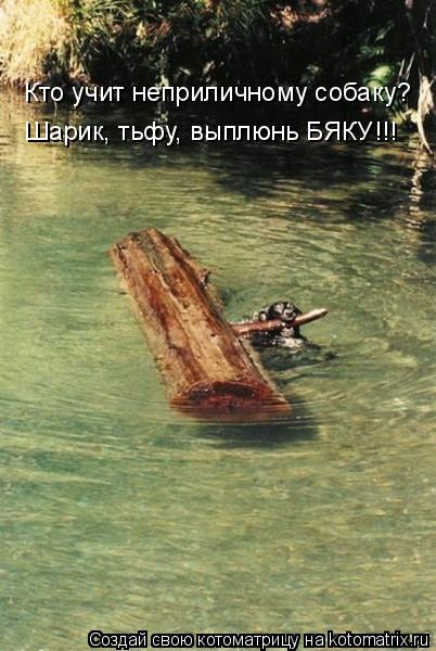 Котоматрица: Кто учит неприличному собаку? Шарик, тьфу, выплюнь БЯКУ!!!