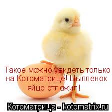 Котоматрица: Такое можно увидеть только  на Котоматрице! Цыплёнок  яйцо отложил!