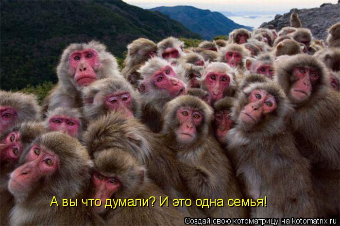 Котоматрица: А вы что думали? И это одна семья!
