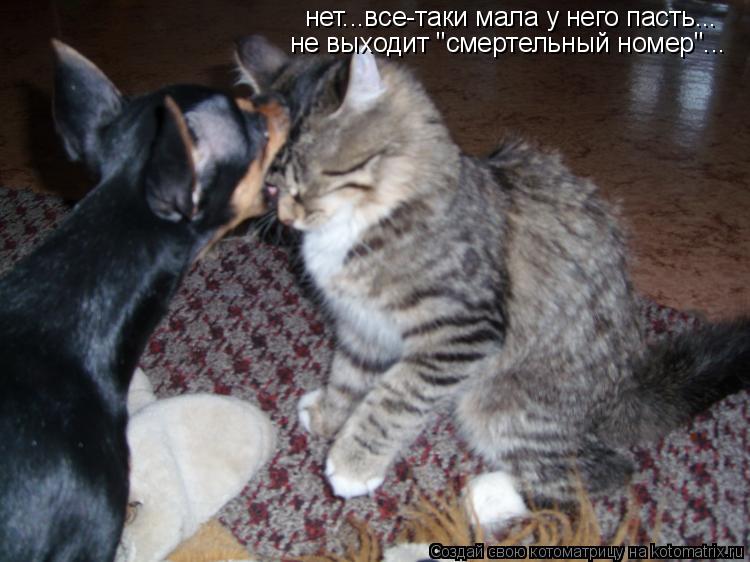 нет...все-таки мала у него пасть... не выходит "смертельный номер"...... Котоматрица: нет...все-таки мала у него пасть... не выходит "смертельный номер"...