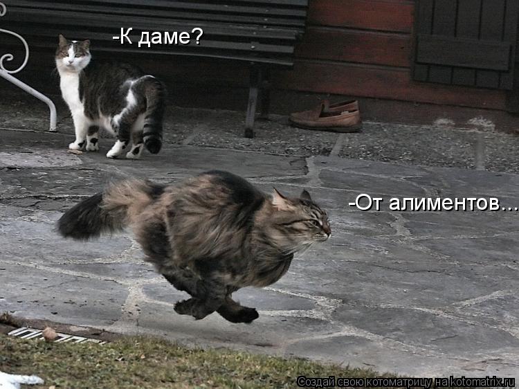 Котоматрица: -К даме? -От алиментов...