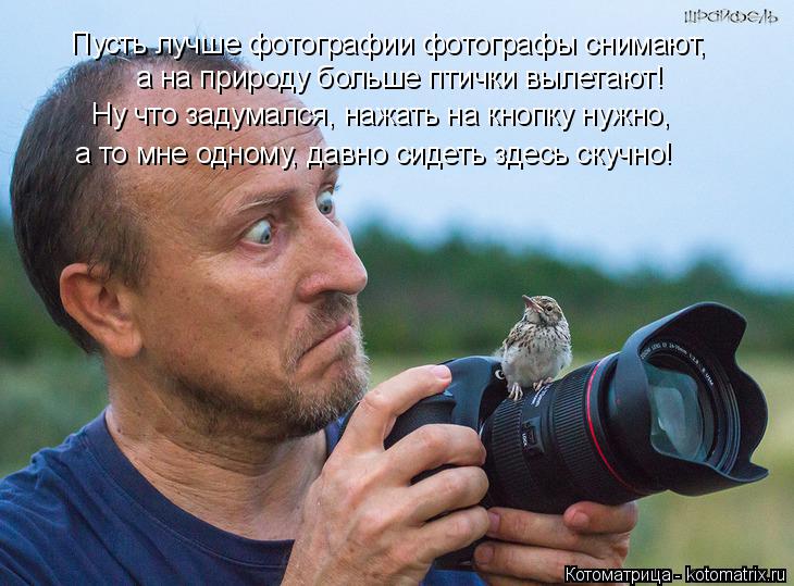 Котоматрица: а на природу больше птички вылетают! Пусть лучше фотографии фотографы снимают, Ну что задумался, нажать на кнопку нужно, а то мне одному, дав