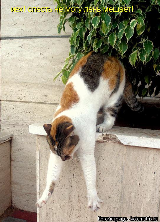 Котоматрица: иех! слесть не могу лень мешает!