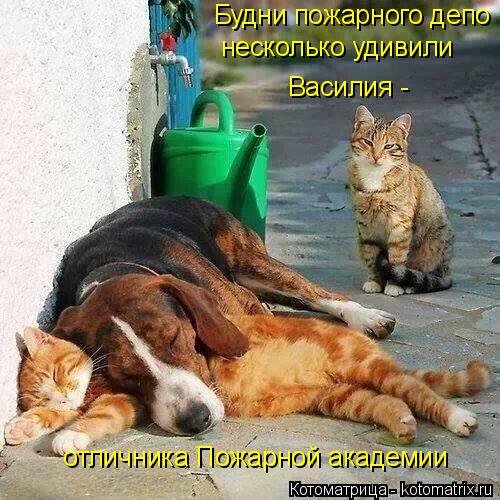 Котоматрица: Будни пожарного депо несколько удивили Василия - отличника Пожарной академии