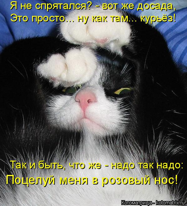 Котоматрица: Я не спрятался? - вот же досада, Это просто... ну как там... курьёз! Так и быть, что же - надо так надо: Поцелуй меня в розовый нос!