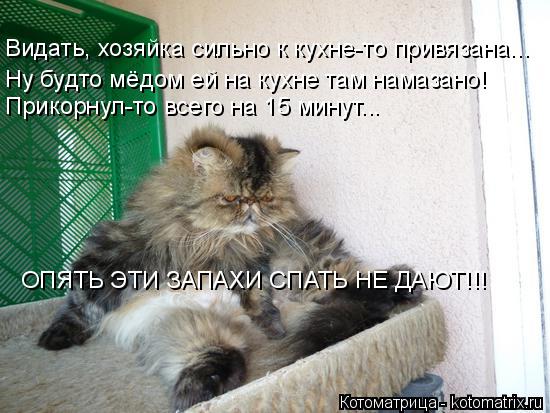 Котоматрица: Видать, хозяйка сильно к кухне-то привязана... Ну будто мёдом ей на кухне там намазано! Прикорнул-то всего на 15 минут... ОПЯТЬ ЭТИ ЗАПАХИ СПАТЬ 