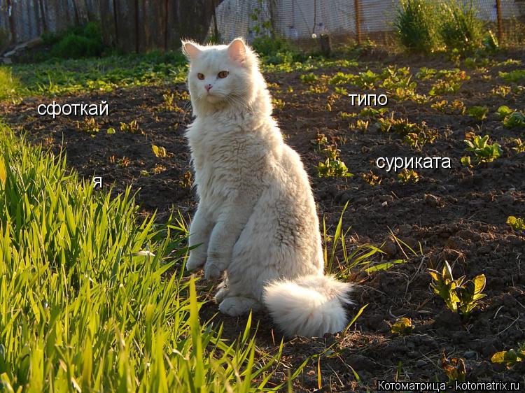 Котоматрица: cфоткай  типо  я суриката