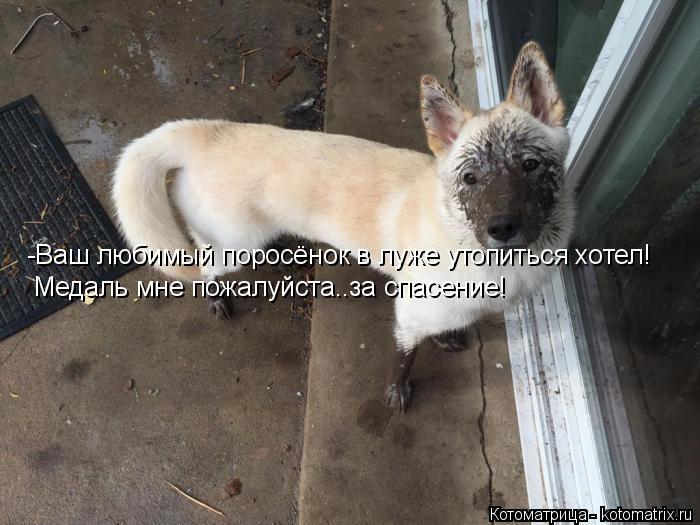 Котоматрица: -Ваш любимый поросёнок в луже утопиться хотел! Медаль мне пожалуйста..за спасение!