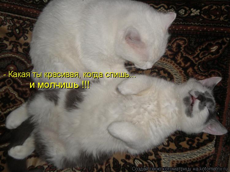 Котоматрица: - Какая ты красивая, когда спишь... и молчишь !!!