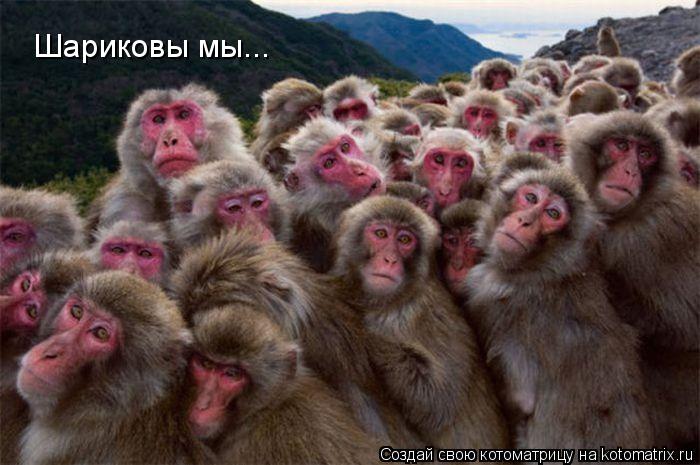 Котоматрица: Шариковы мы...