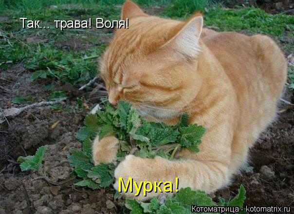 Котоматрица: Так... трава! Воля! Мурка!