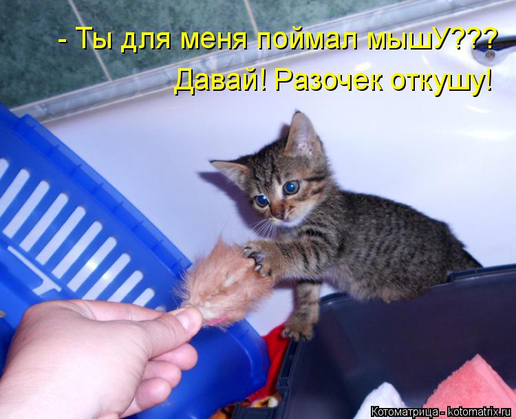 Котоматрица: - Ты для меня поймал мышУ??? Давай! Разочек откушу!