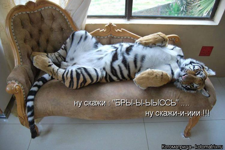 ну скажи : "БРЫ-Ы-ЫЫССЬ" .... ну скажи-и-иии !!!... Котоматрица: ну скажи : "БРЫ-Ы-ЫЫССЬ" .... ну скажи-и-иии !!!