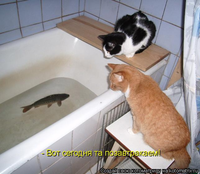 Котоматрица: - Вот сегодня та позавтракаем!