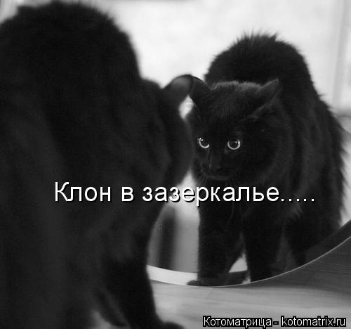 Котоматрица: Клон в зазеркалье.....