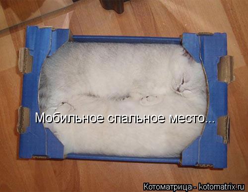Котоматрица: Мобильное спальное место...