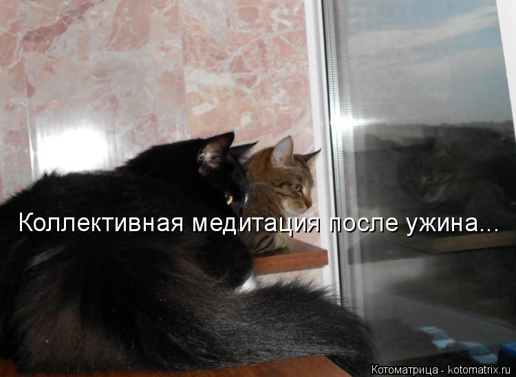Котоматрица: Коллективная медитация после ужина...