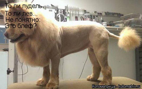 Котоматрица: То ли пудель То ли лев... Не понятно: Это блеф?