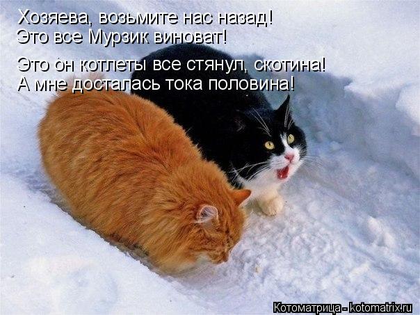 Котоматрица: Хозяева, возьмите нас назад! Это все Мурзик виноват! Это он котлеты все стянул, скотина! А мне досталась тока половина!