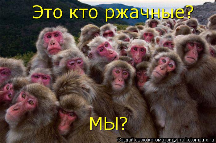 Котоматрица: Это кто ржачные? МЫ?